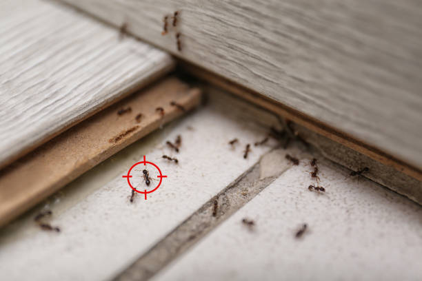 Best Termite Control Services  in Arkoma, OK