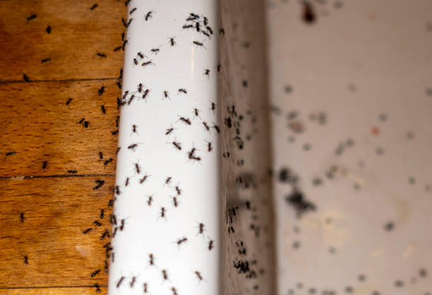 Best Termite Control Services  in Arkoma, OK